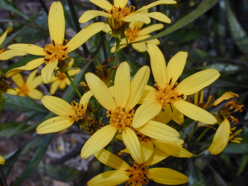 Grassland Beggarticks