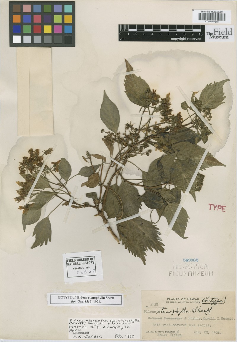 Bidens micrantha subsp. ctenophylla photo 2