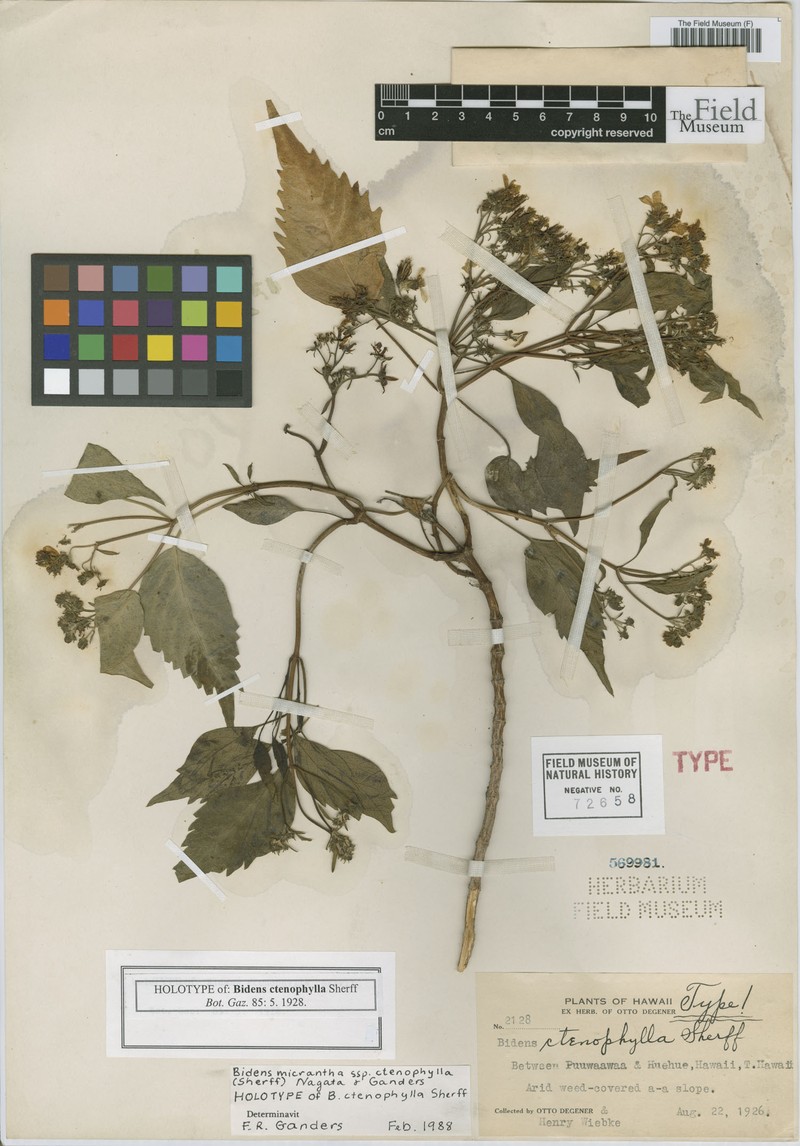 Bidens micrantha subsp. ctenophylla photo 3