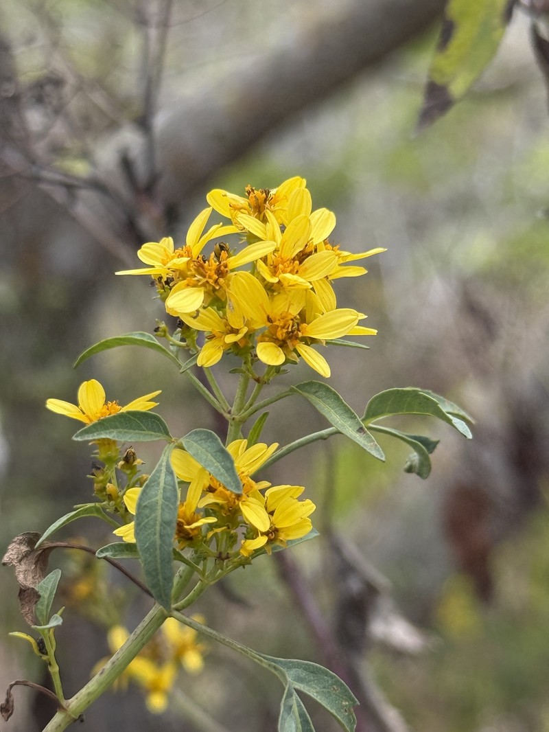 Bidens micrantha subsp. kalealaha photo 2