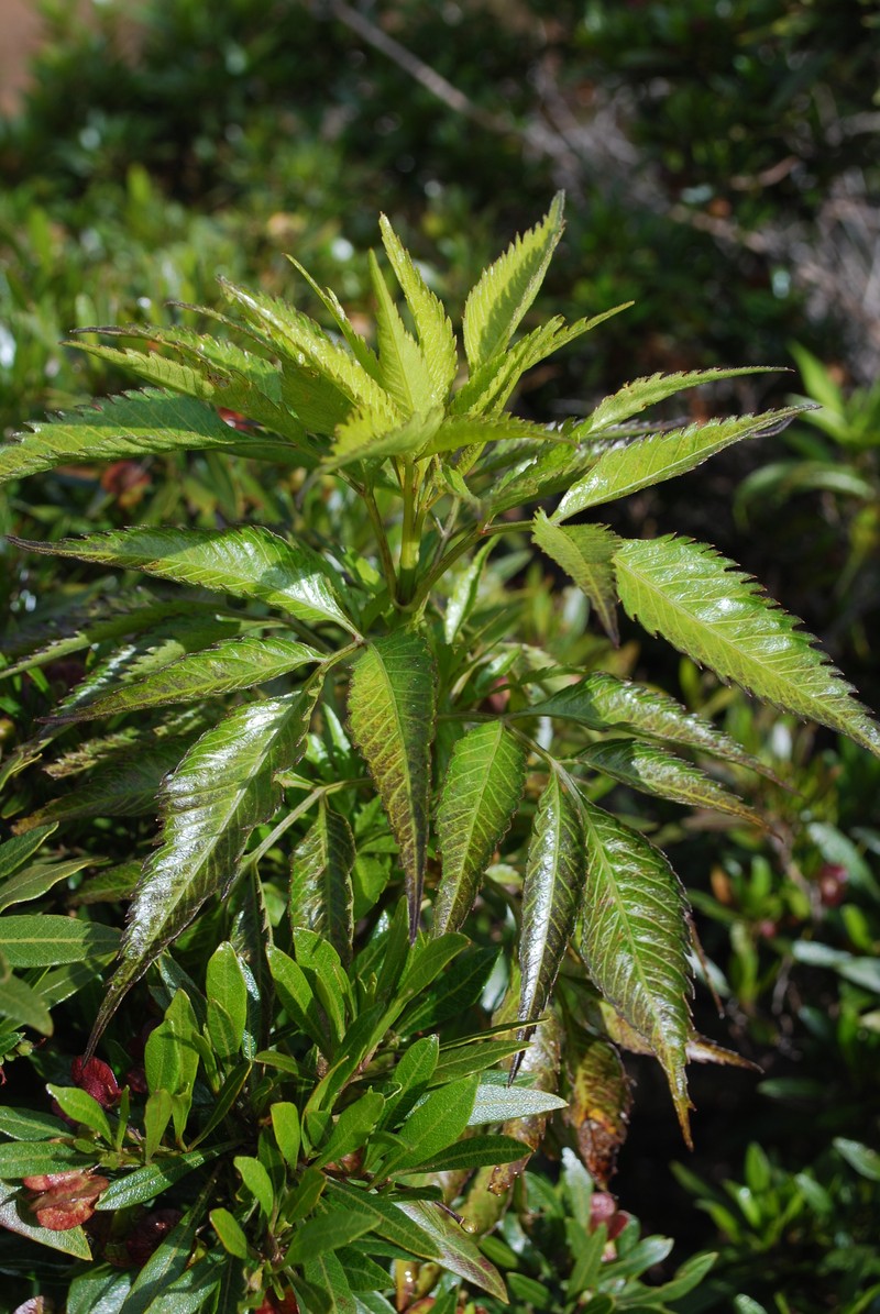 Bidens micrantha subsp. kalealaha photo 3