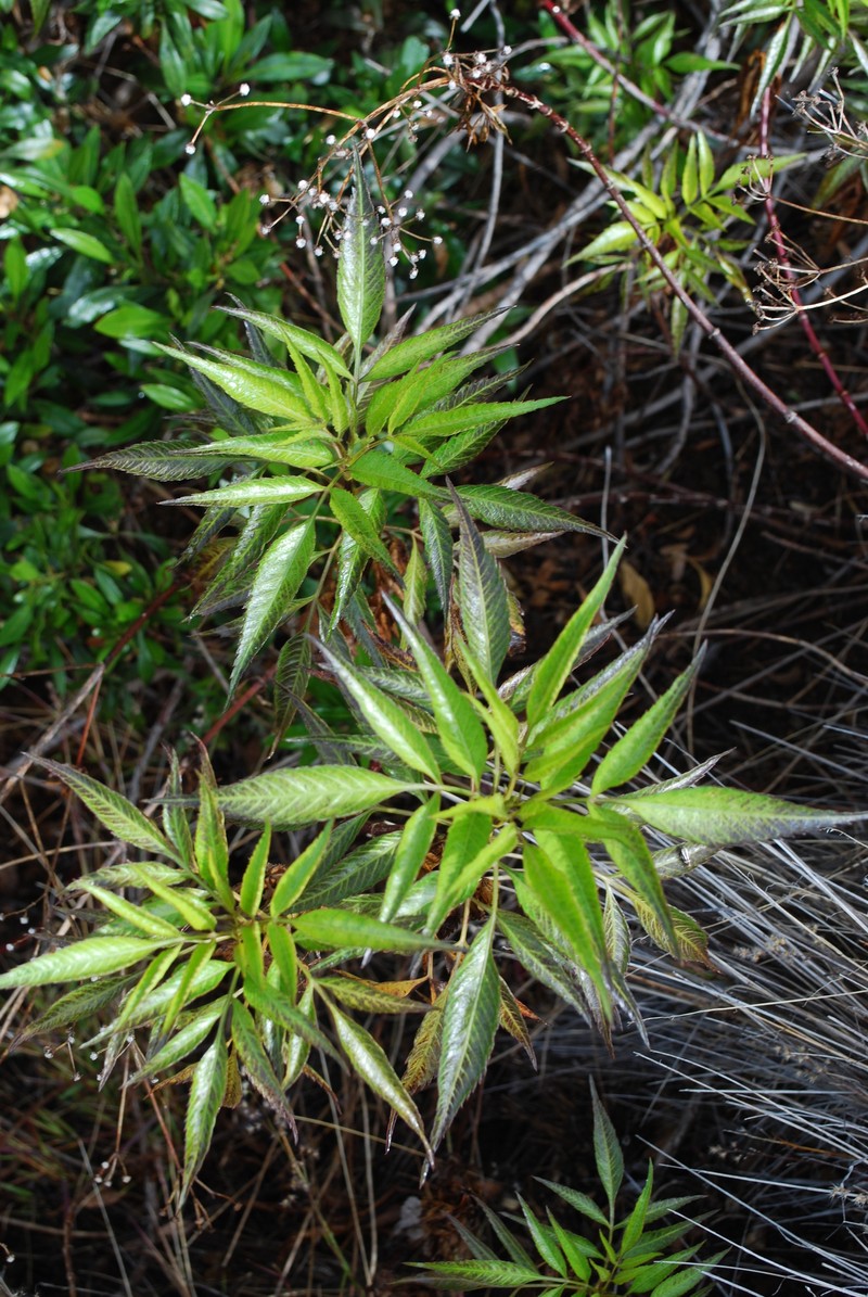 Bidens micrantha subsp. kalealaha photo 4
