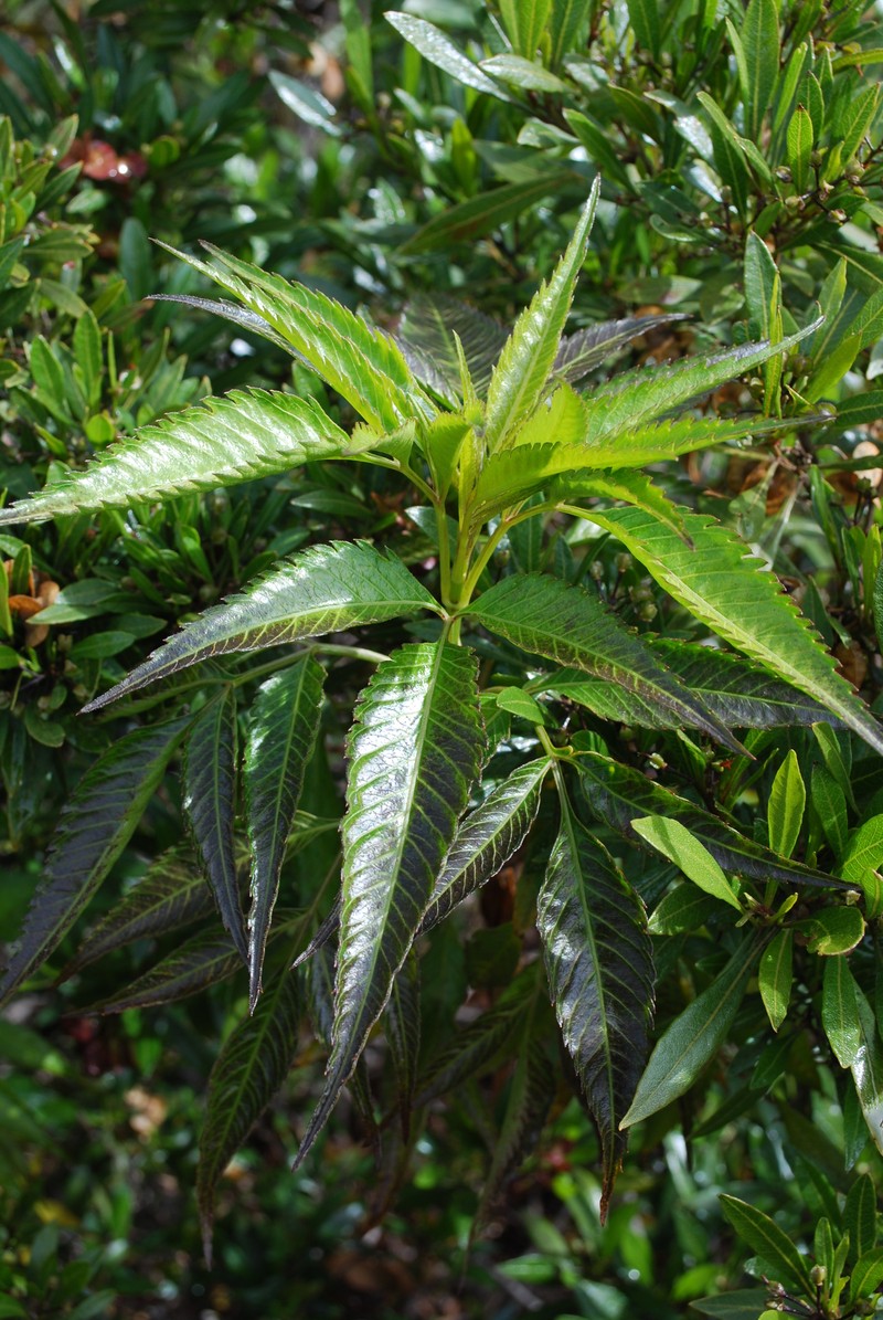 Bidens micrantha subsp. kalealaha photo 5