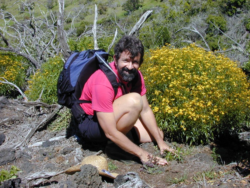 Bidens micrantha subsp. kalealaha