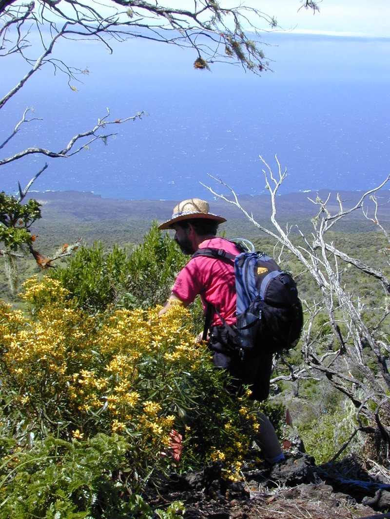 Bidens micrantha subsp. kalealaha photo 6