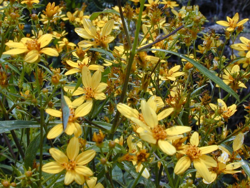 Bidens micrantha subsp. kalealaha photo 7