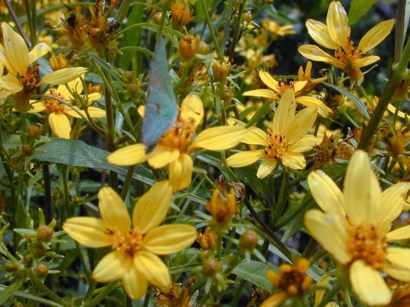 Bidens micrantha subsp. kalealaha photo 8
