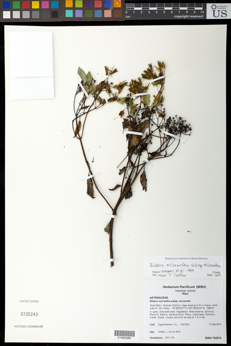 Bidens micrantha subsp. micrantha photo 2