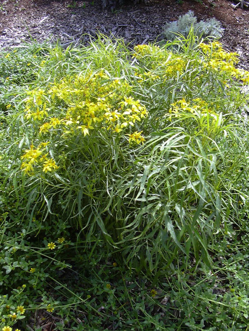Bidens micrantha subsp. micrantha