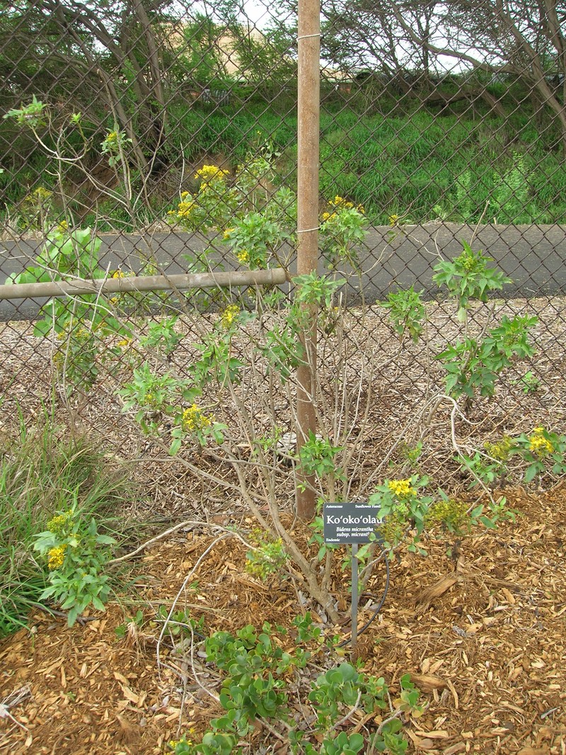 Bidens micrantha subsp. micrantha photo 3