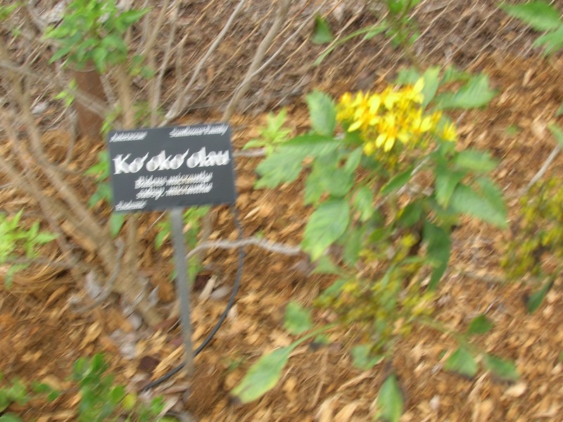 Bidens micrantha subsp. micrantha photo 4