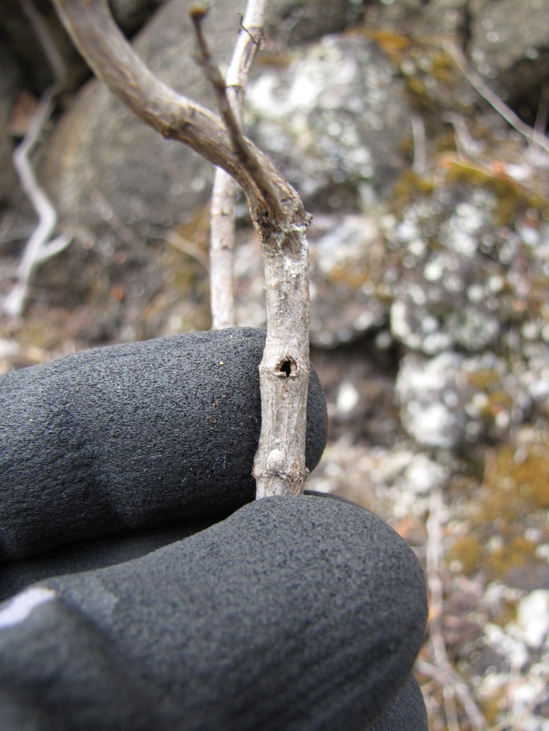 Bidens micrantha subsp. micrantha photo 5