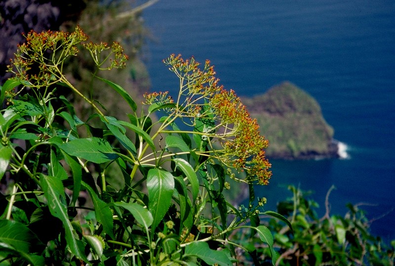 Bidens microcephala photo 3