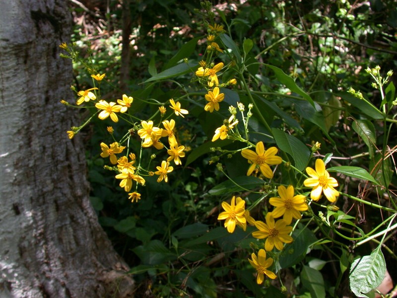 Bidens microcephala photo 4