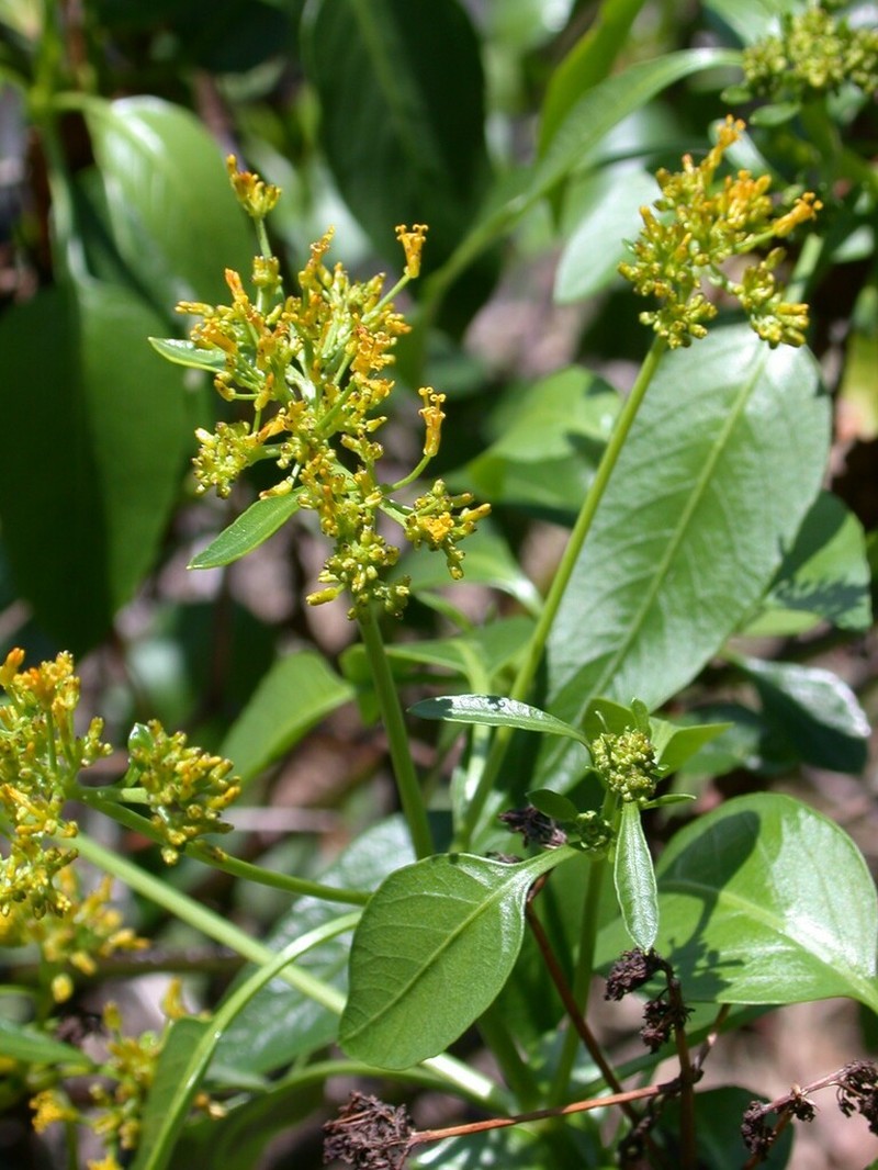 Bidens microcephala photo 5
