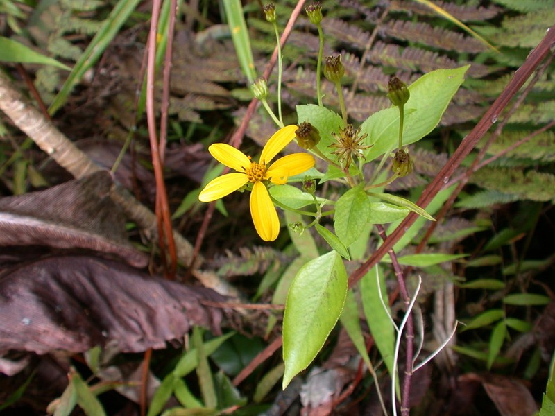 Bidens microcephala photo 6