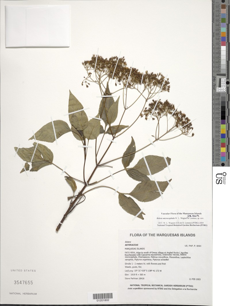 Bidens microcephala photo 8