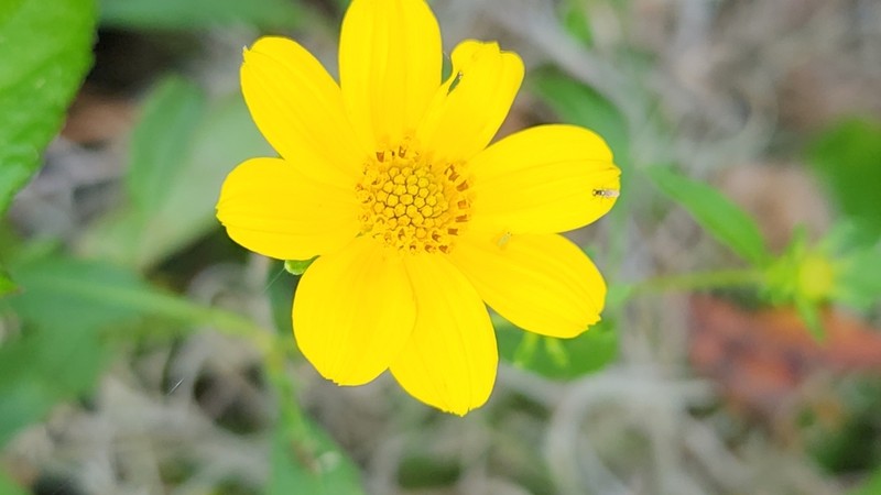 Smallfruit Beggarticks photo 7