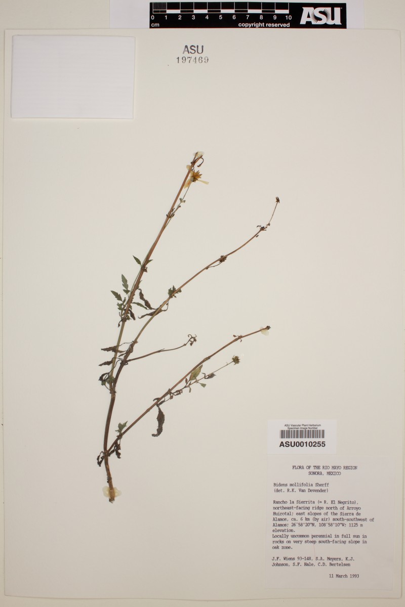 Bidens mollifolia