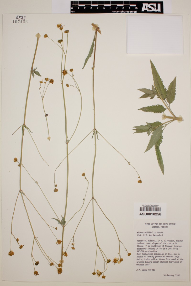 Bidens mollifolia photo 2