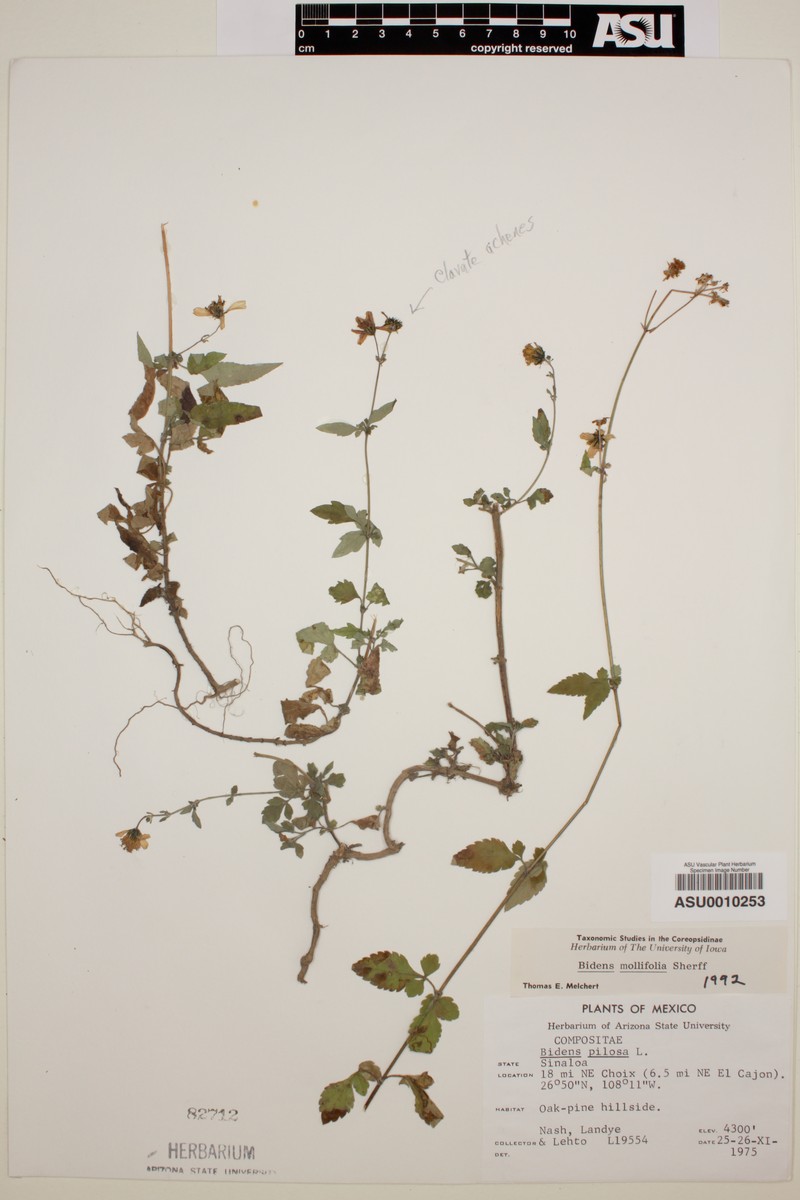 Bidens mollifolia photo 3
