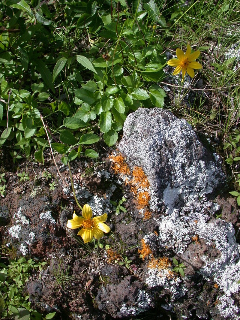 Molokai Beggarticks photo 2