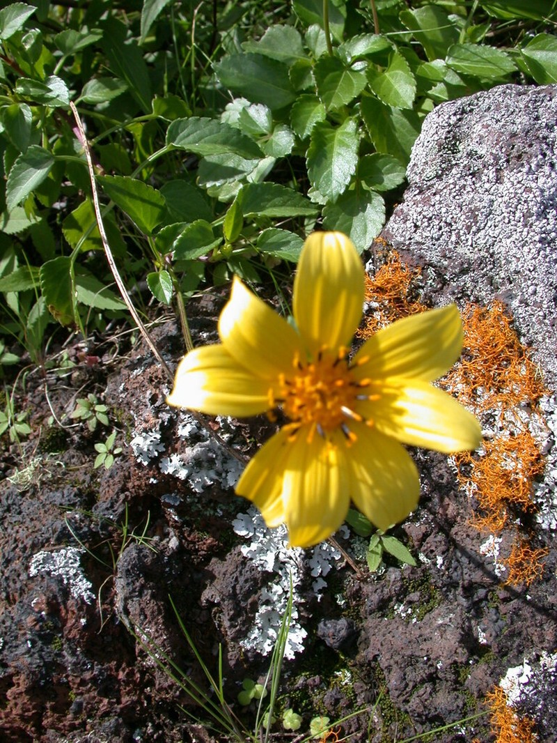 Molokai Beggarticks photo 3