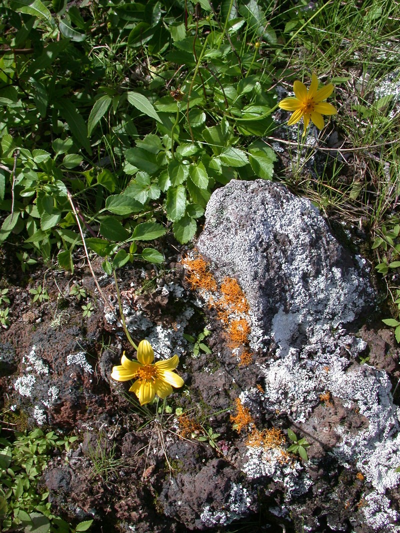 Molokai Beggarticks photo 4
