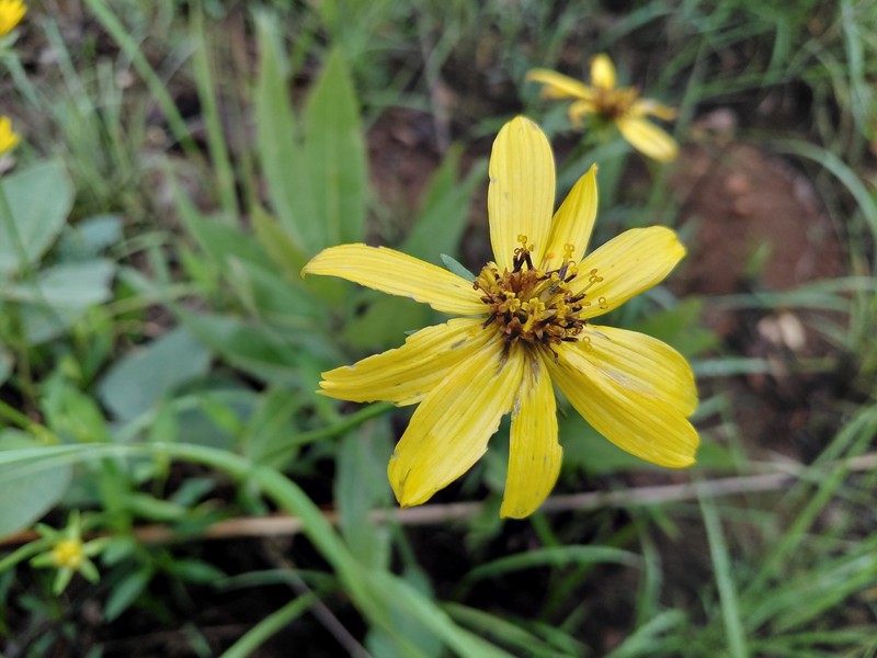 Bidens moorei photo 2