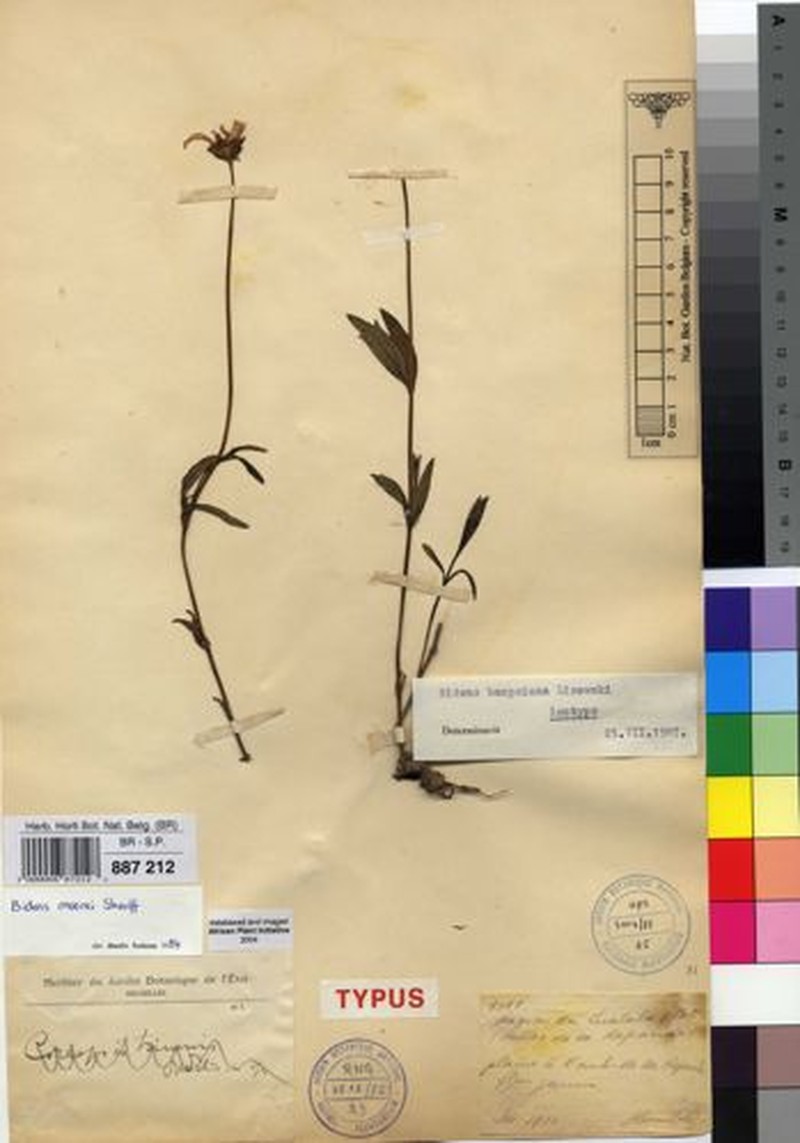 Bidens moorei photo 4