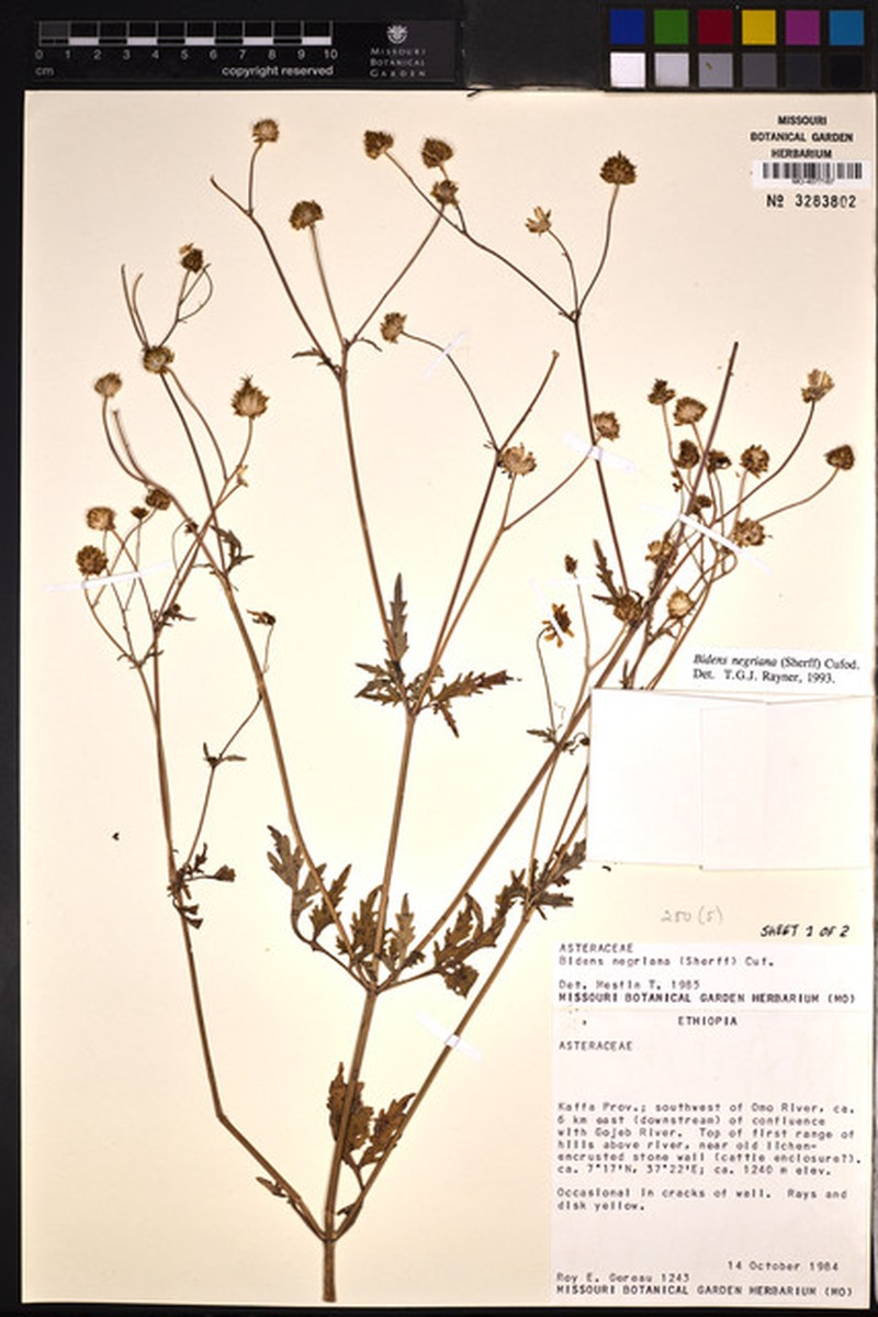 Bidens negriana