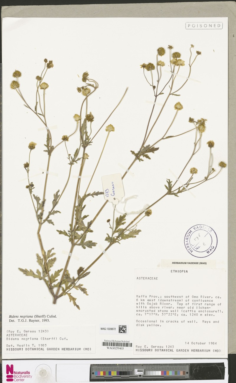 Bidens negriana photo 2
