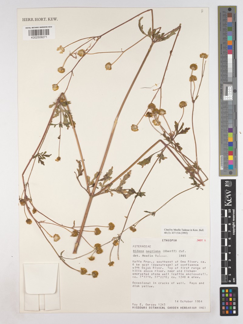 Bidens negriana photo 3