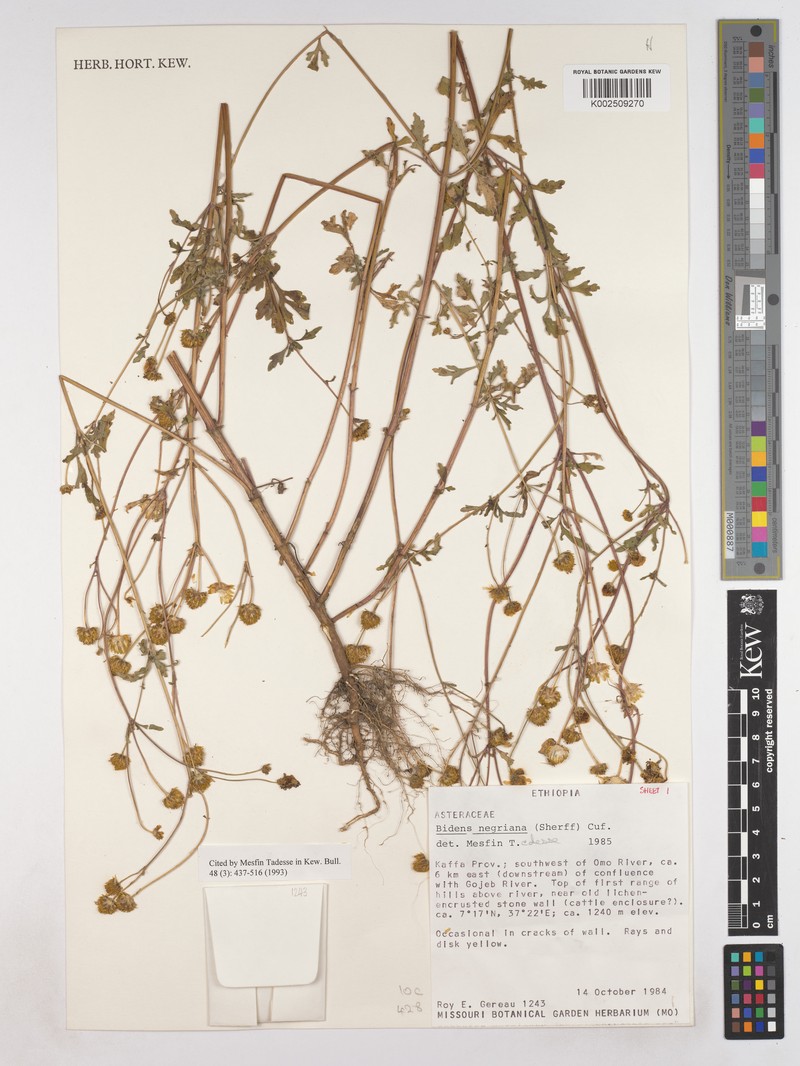 Bidens negriana photo 4