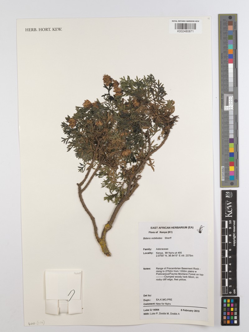 Bidens nobilioides