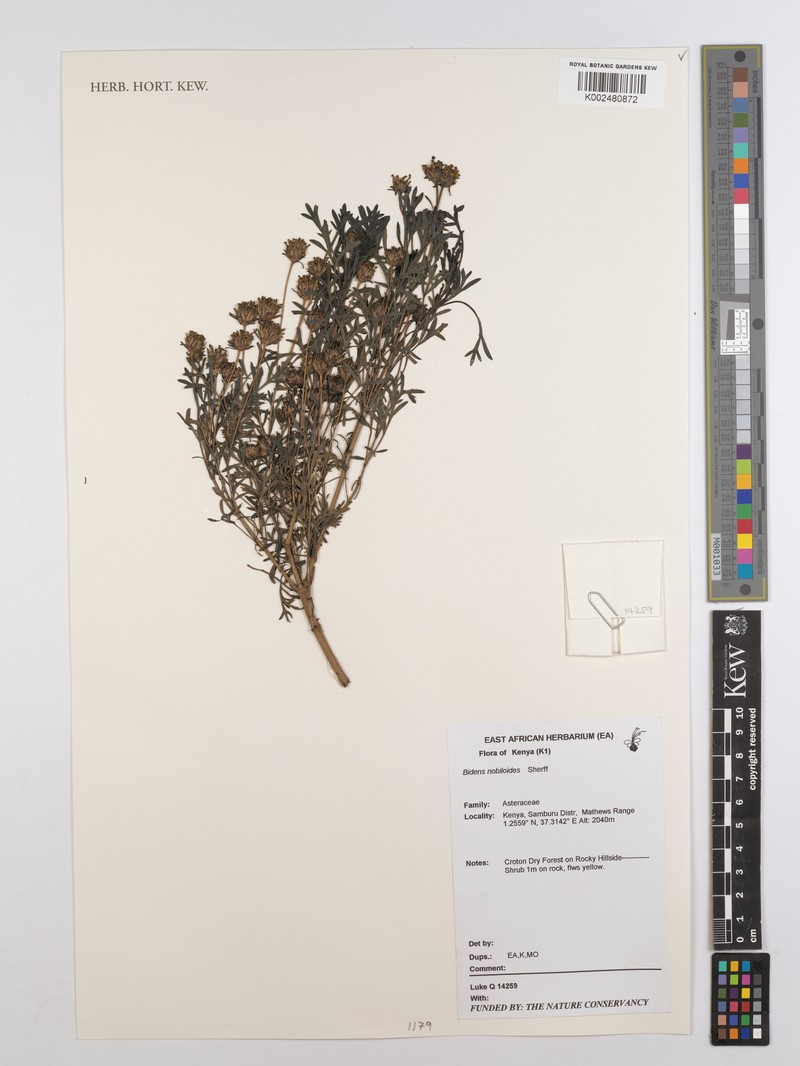 Bidens nobilioides photo 2