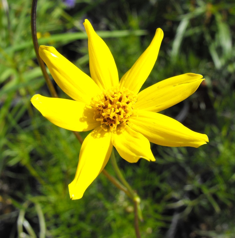 Bidens nudata