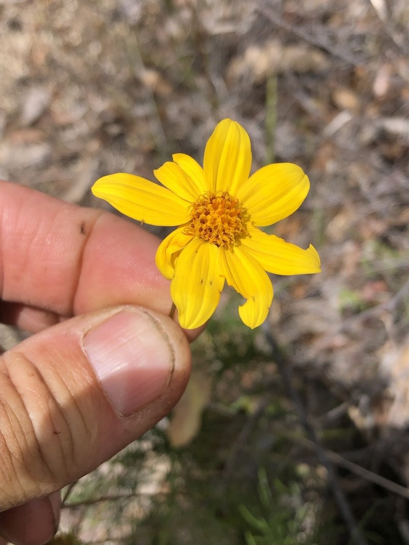 Bidens nudata photo 3