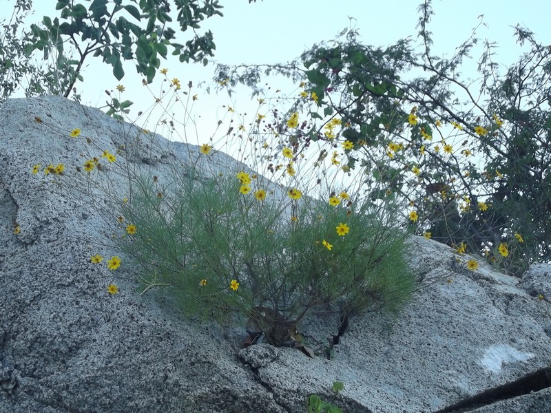 Bidens nudata photo 4