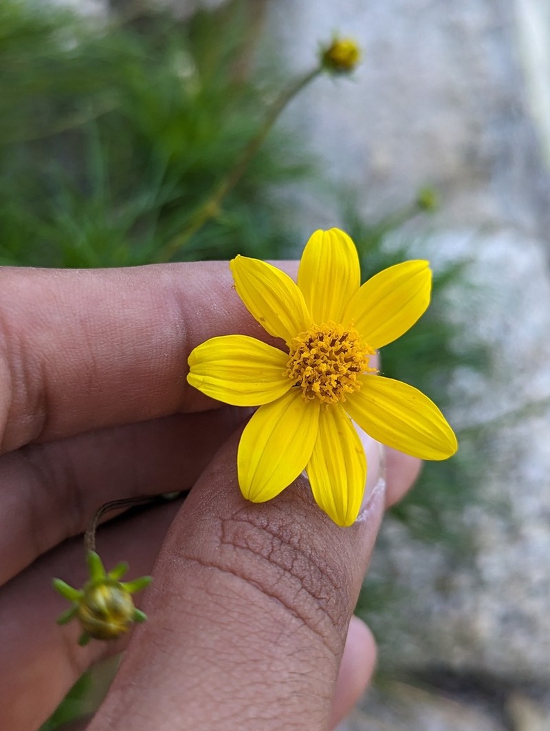 Bidens nudata photo 5