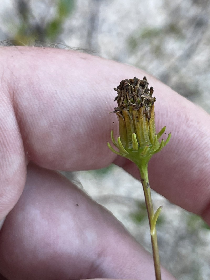 Bidens nudata photo 7