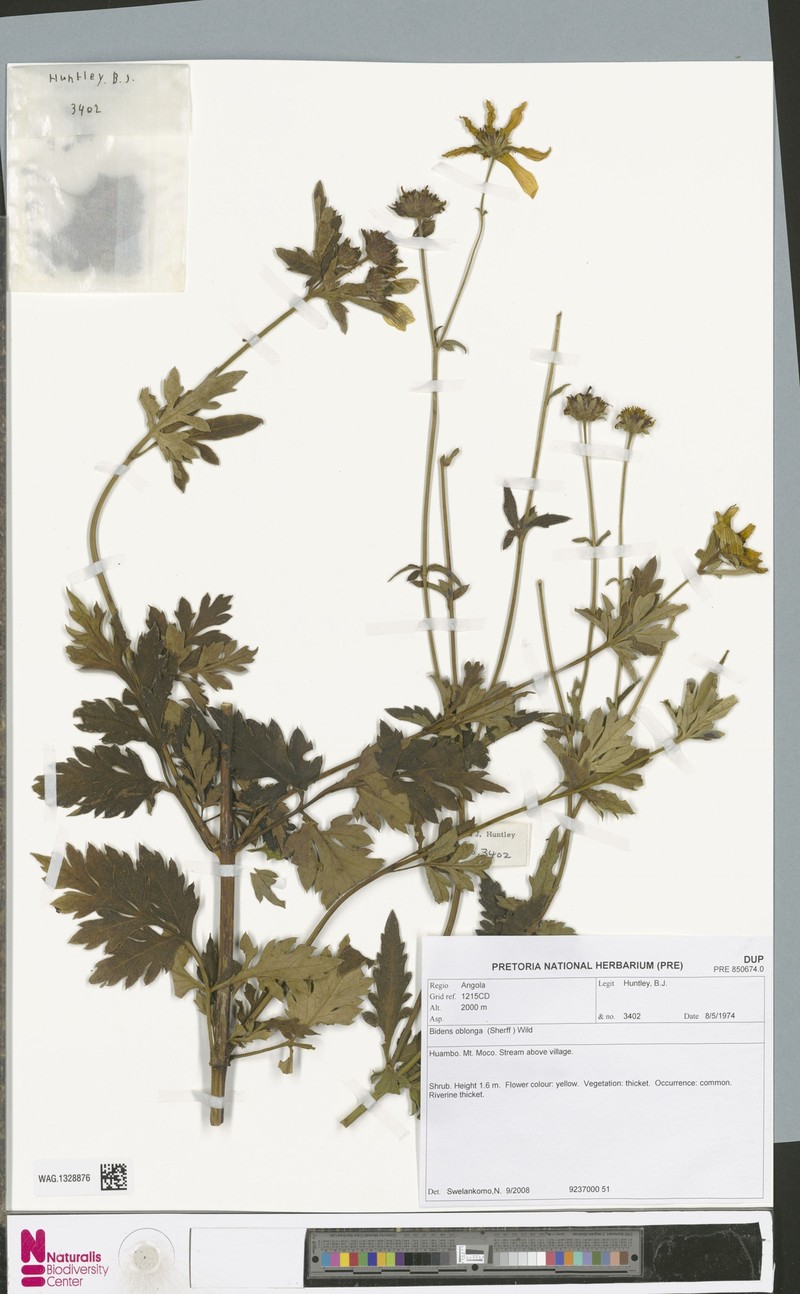 Bidens oblonga