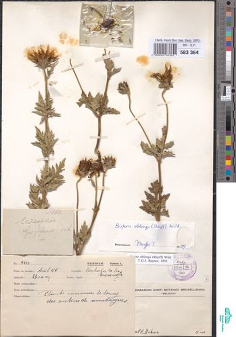 Bidens oblonga photo 2
