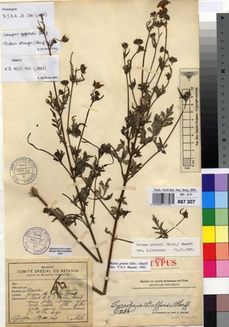Bidens oblonga photo 3