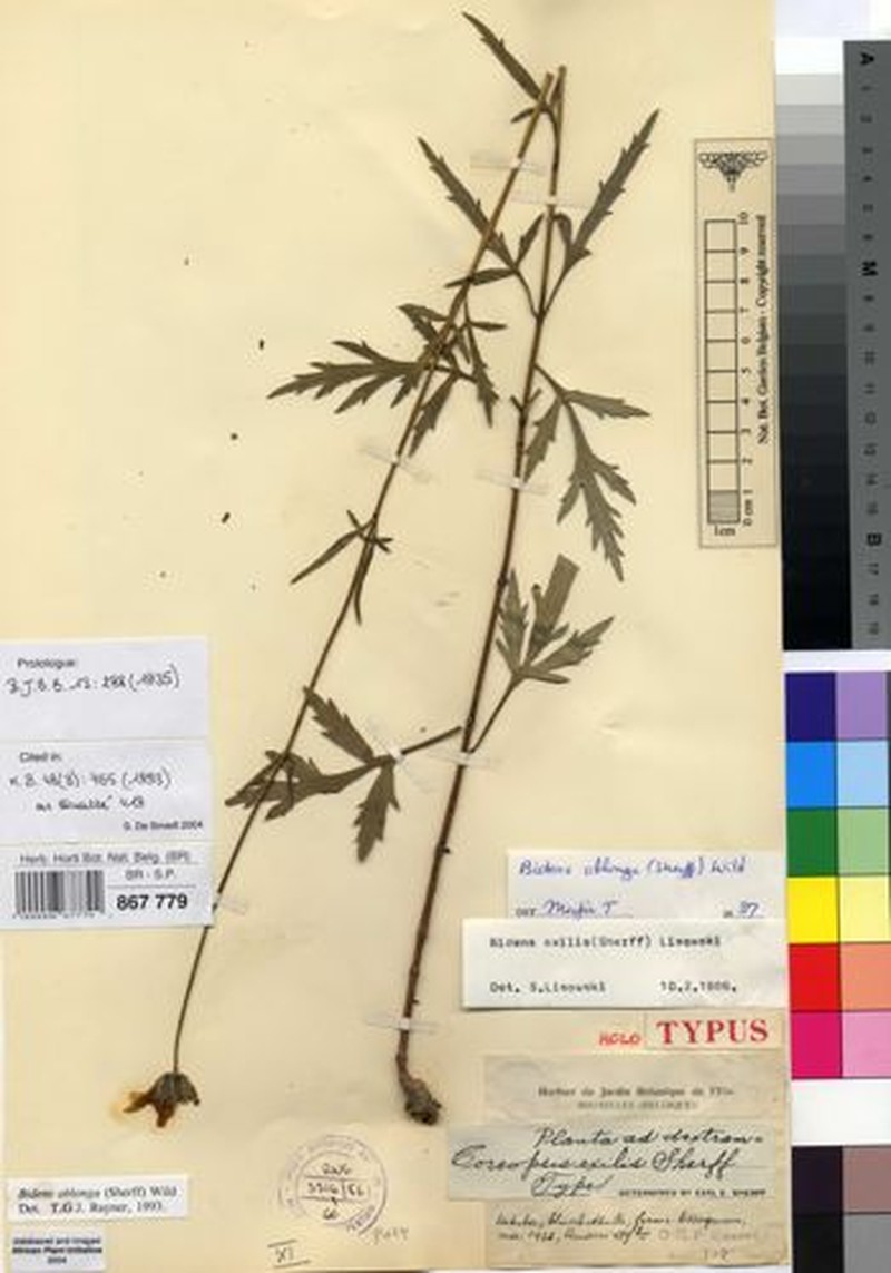 Bidens oblonga photo 4