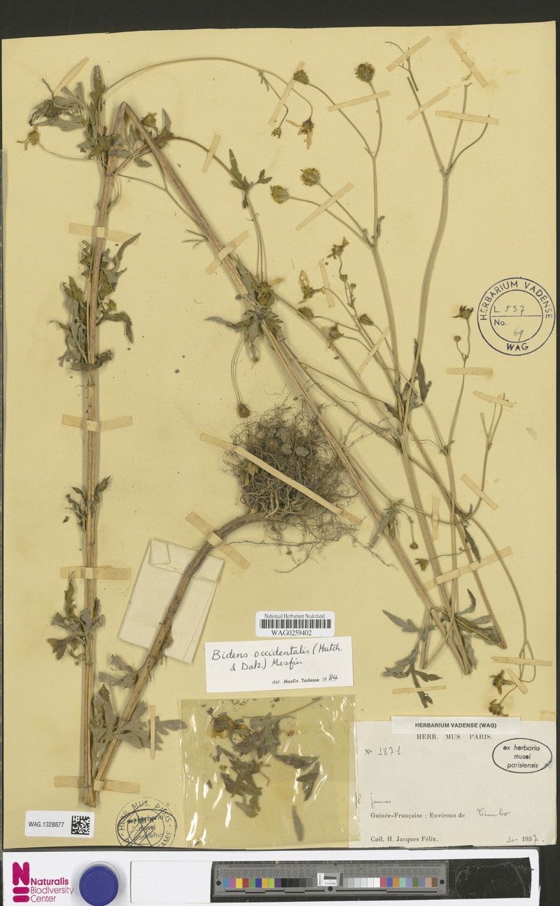 Bidens occidentalis