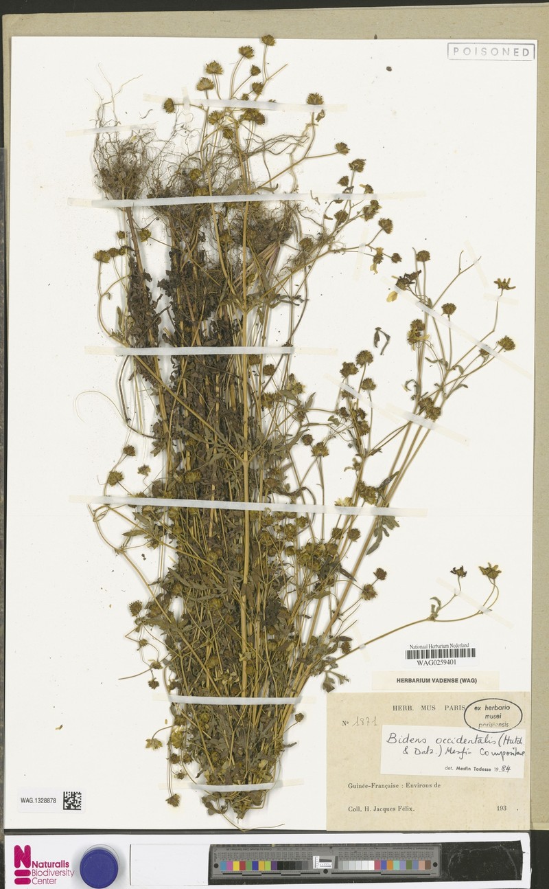 Bidens occidentalis photo 2