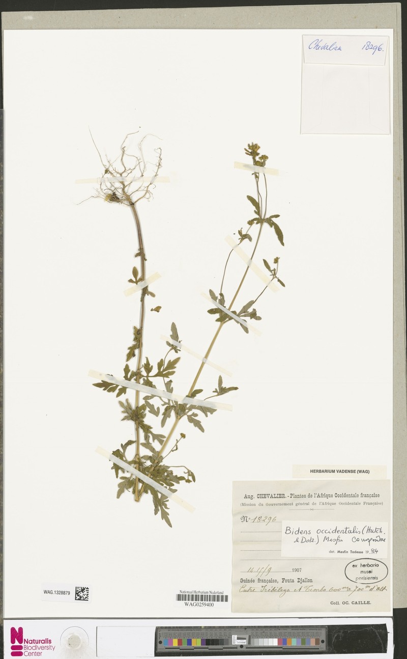 Bidens occidentalis photo 3