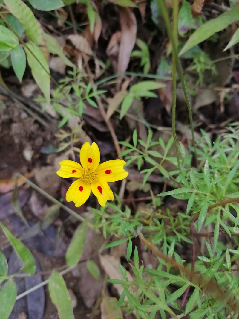 Bidens ocellata photo 2