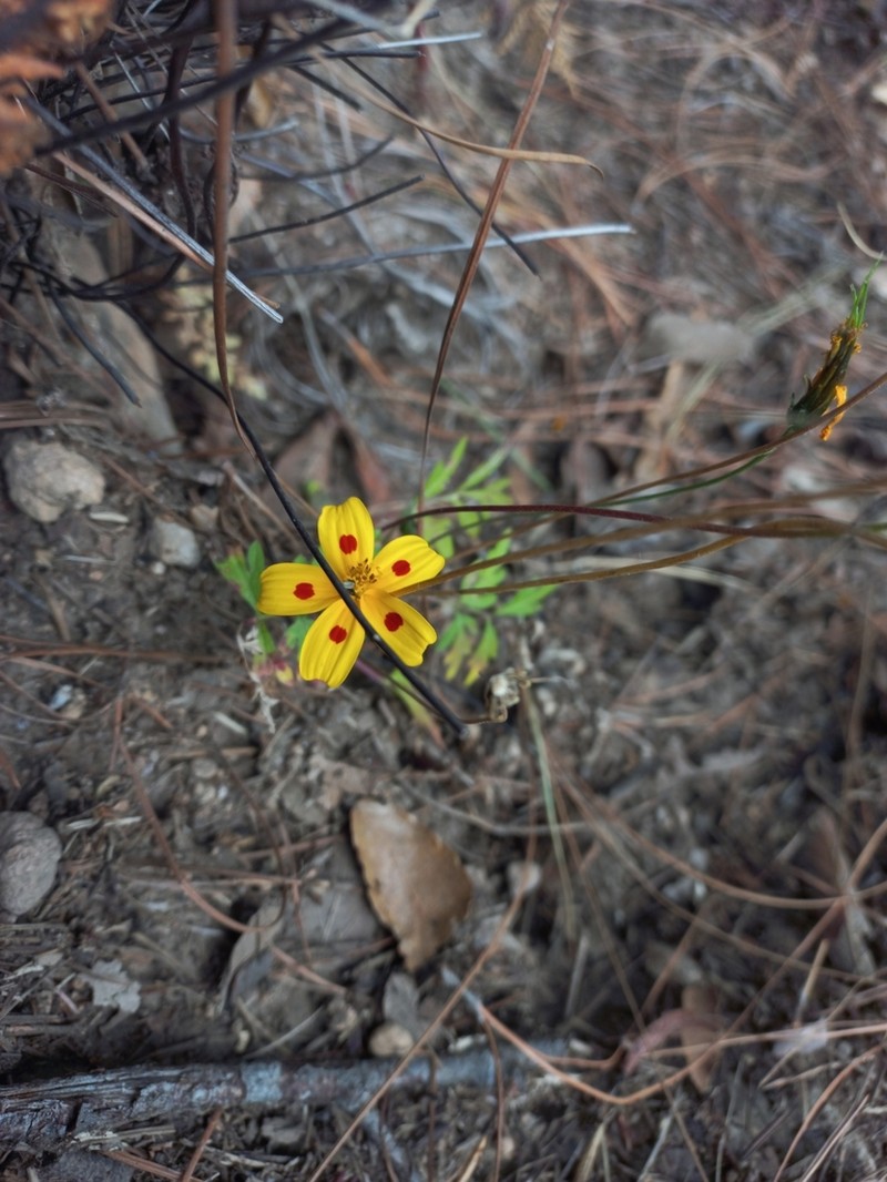 Bidens ocellata photo 3